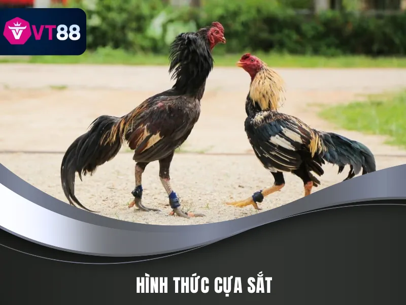 Cựa sắt là hình thức đá gà có vũ khí đặc sắc