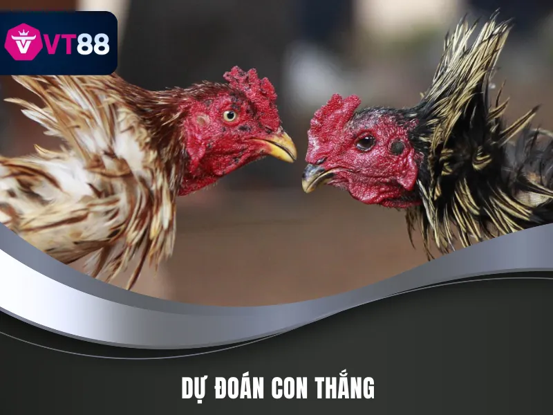 Dự đoán trận đá gà chiến kê nào sẽ thắng cuộc