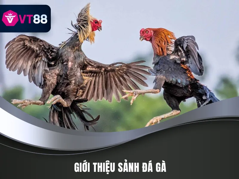 Đá gà là sảnh có hàng triệu lượt cược hàng ngày