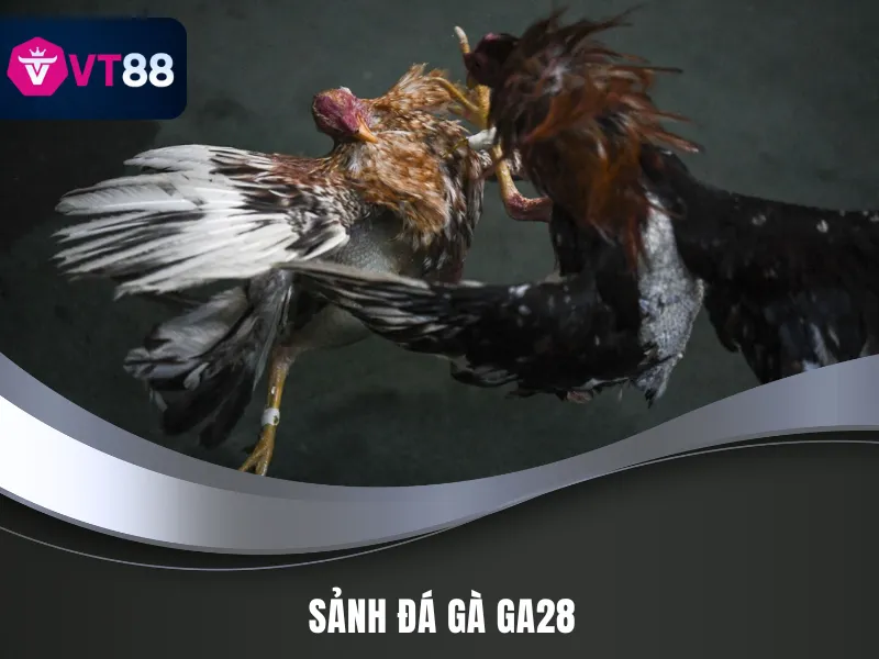 Đá gà tại sảnh GA28 chuyên nghiệp