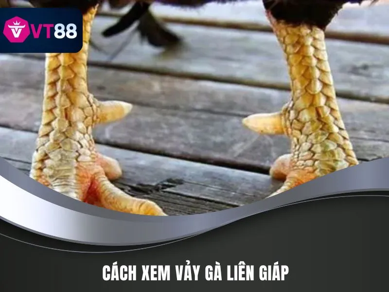 Cách xem vảy gà liên giáp
