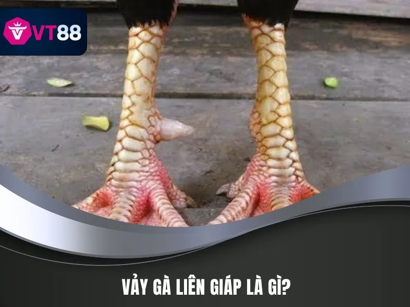 Vảy gà liên giáp là gì