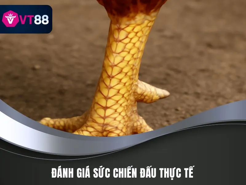 Đánh giá sức chiến đấu thực tế từ chuyên gia xem vảy gà liên giáp