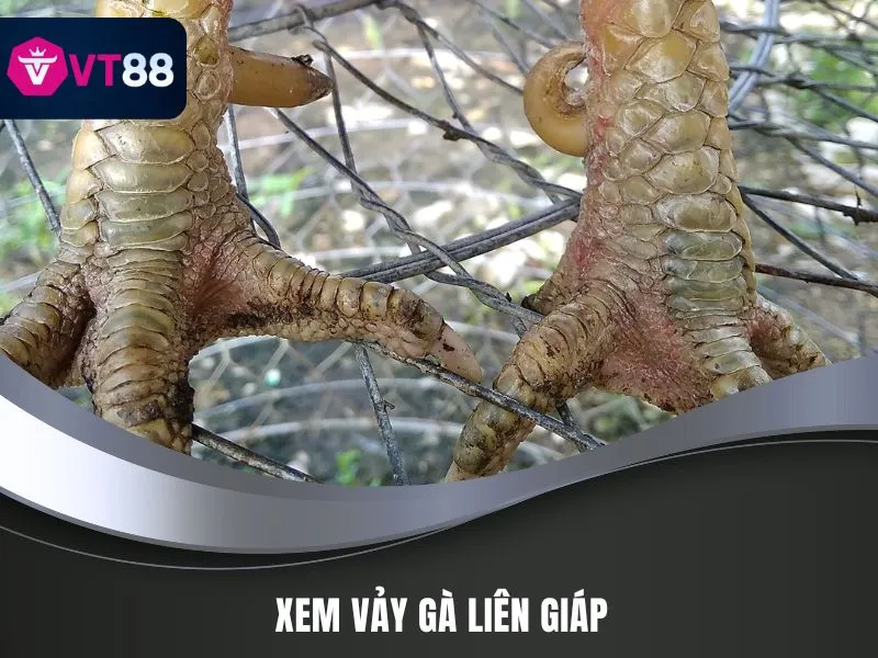 Xem vảy gà liên giáp