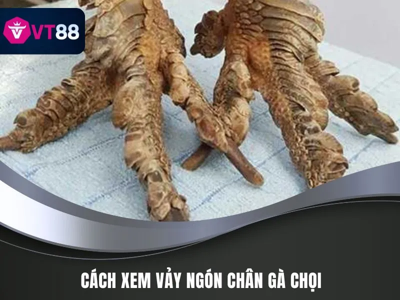 Cách xem vảy ngón chân gà chọi