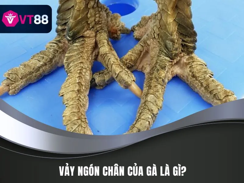 Vảy ngón chân của gà là gì
