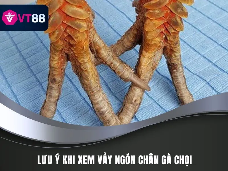 Lưu ý khi xem vảy ngón chân gà chọi
