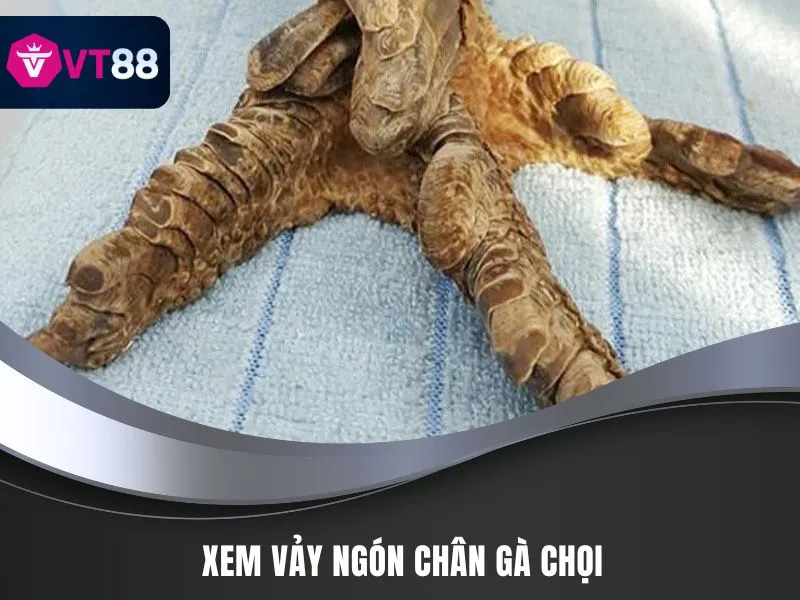 Xem vảy ngón chân gà chọi